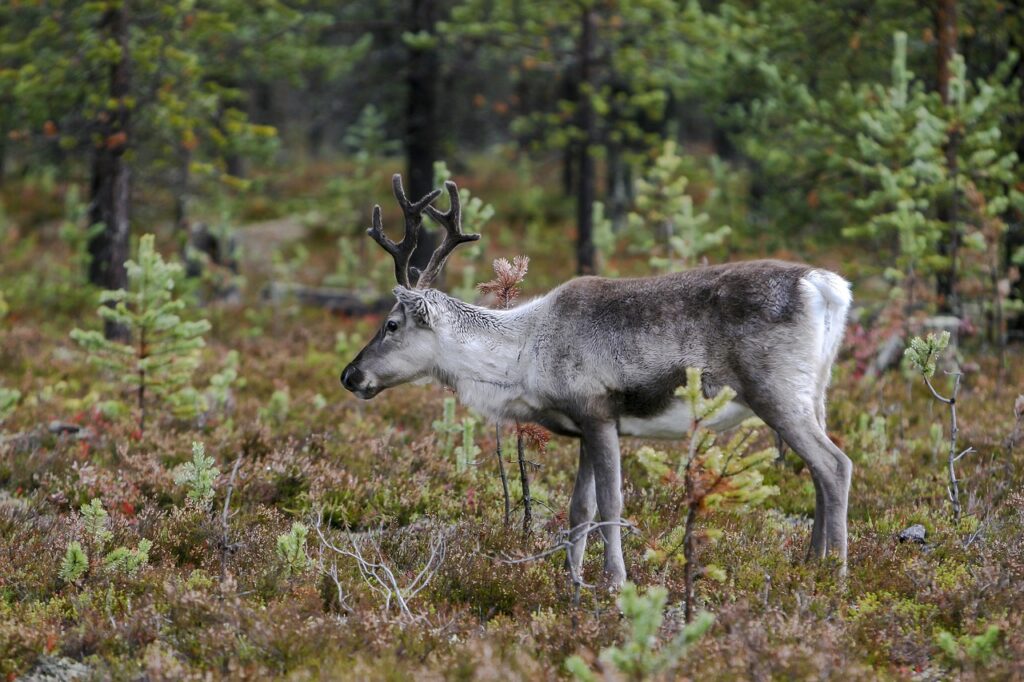 Wildlife and Nature Parks of Lapland